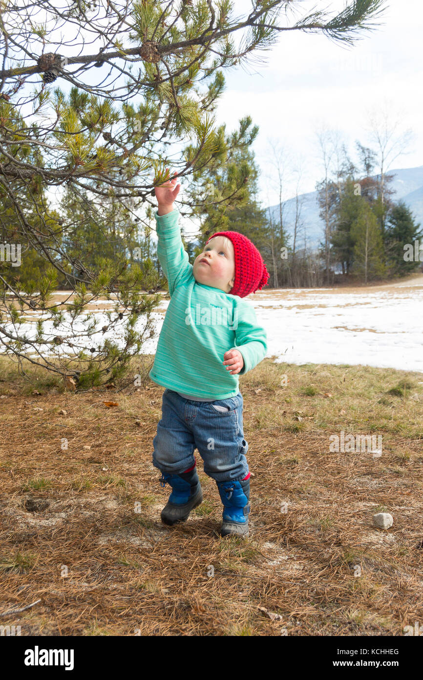 Un niño agarra por un pino en la primavera temprana en Columbia Británica Foto de stock