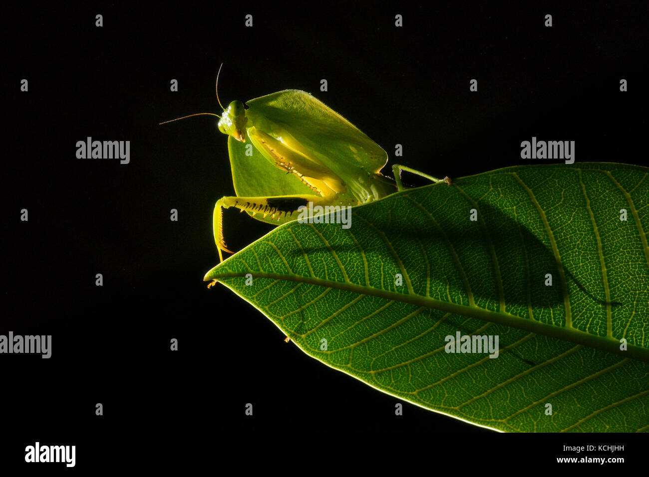 Un protector de mantis (Choeradodis sp.) sobre una hoja en la noche, Ecuador Foto de stock