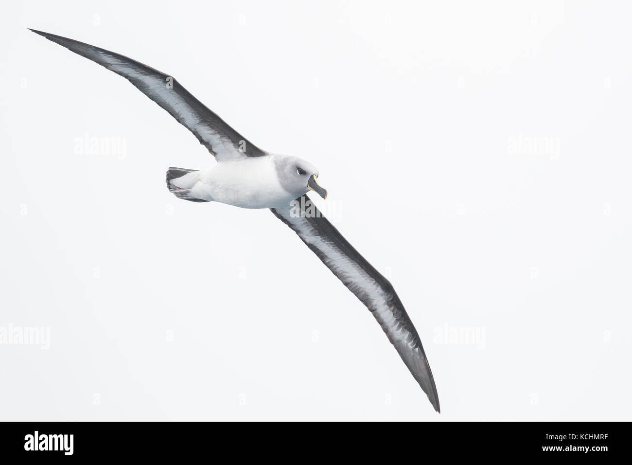 Albatros de cabeza gris (Thalassarche chrysostoma) volando sobre el océano en busca de comida cerca de la isla Georgia del Sur. Foto de stock