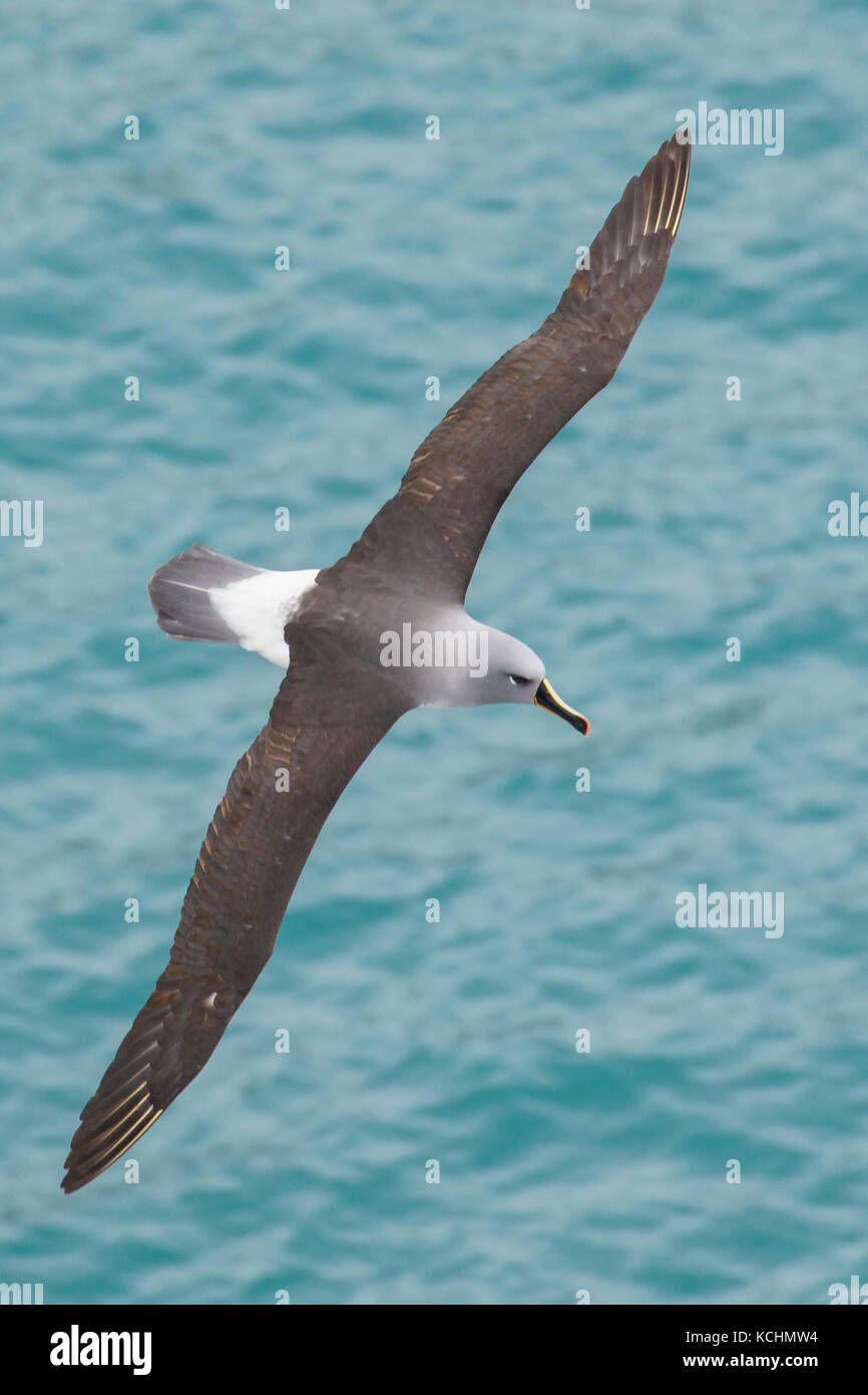 Albatros de cabeza gris (Thalassarche chrysostoma) volando sobre el océano en busca de comida cerca de la isla Georgia del Sur. Foto de stock