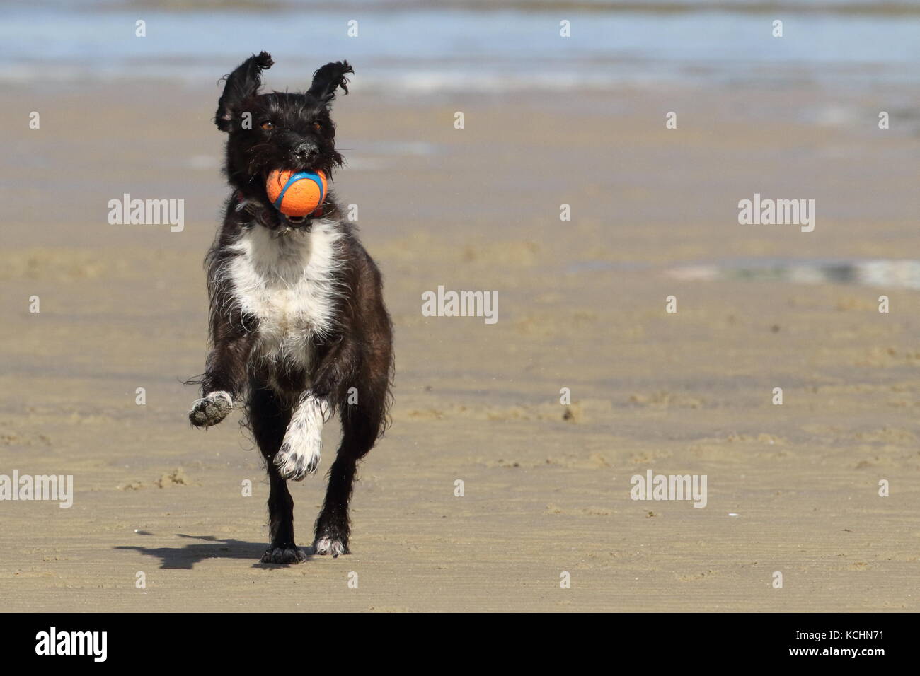 Jack Russell caniche x ejecutándose en una playa llevando una bola Foto de stock