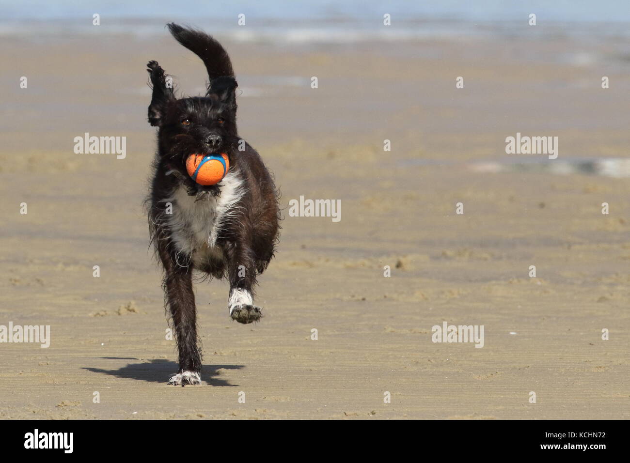 Jack Russell caniche x ejecutándose en una playa llevando una bola Foto de stock