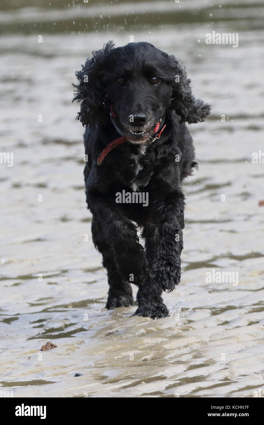 Cocker Spaniel en una playa corriendo hacia la cámara Foto de stock