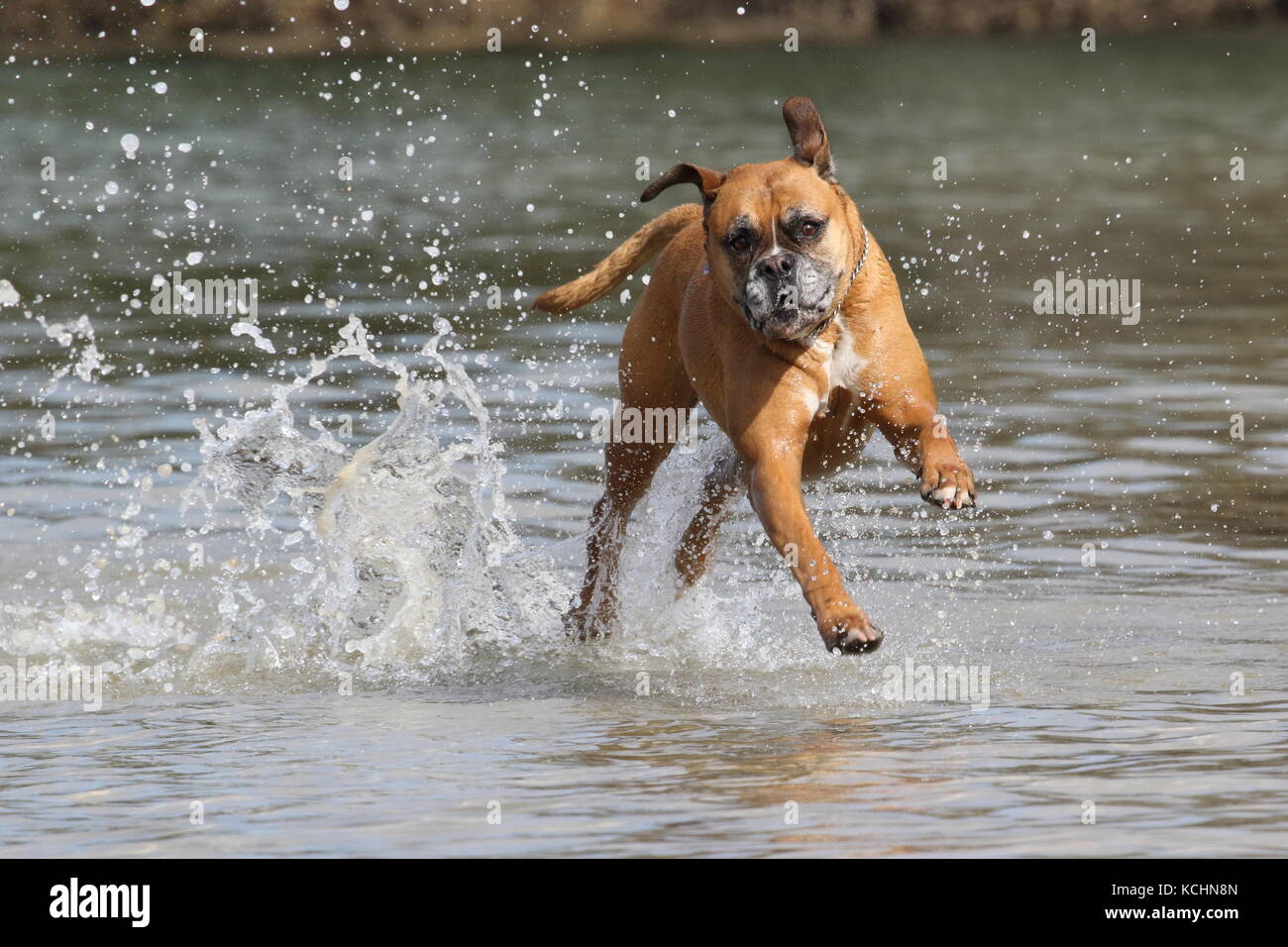 Boxer perro corriendo alegremente a través del agua Foto de stock