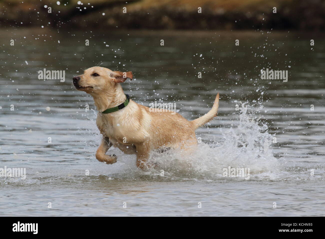 Labrador cachorro ejecutando a través del agua Foto de stock