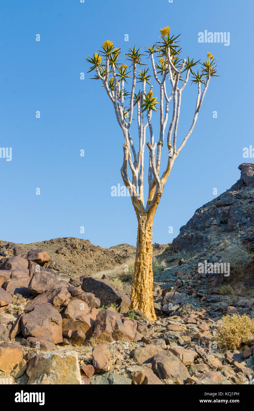Hermoso árbol carcaj exóticos en rocoso y árido paisaje de Namibia, Namibia, Africa del Sur Foto de stock