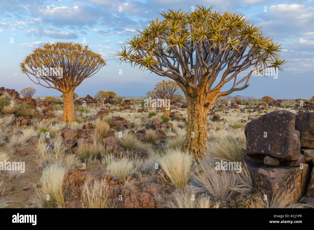 Hermoso árbol carcaj exóticos en rocoso y árido paisaje de Namibia, Namibia, Africa del Sur Foto de stock