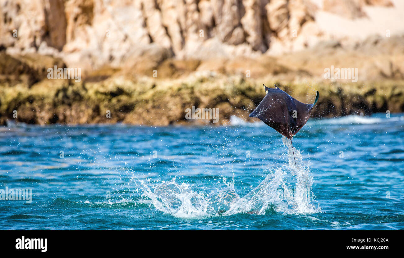 Mobula RAY salta del agua. México. Mar de Cortés. Península de California . Foto de stock