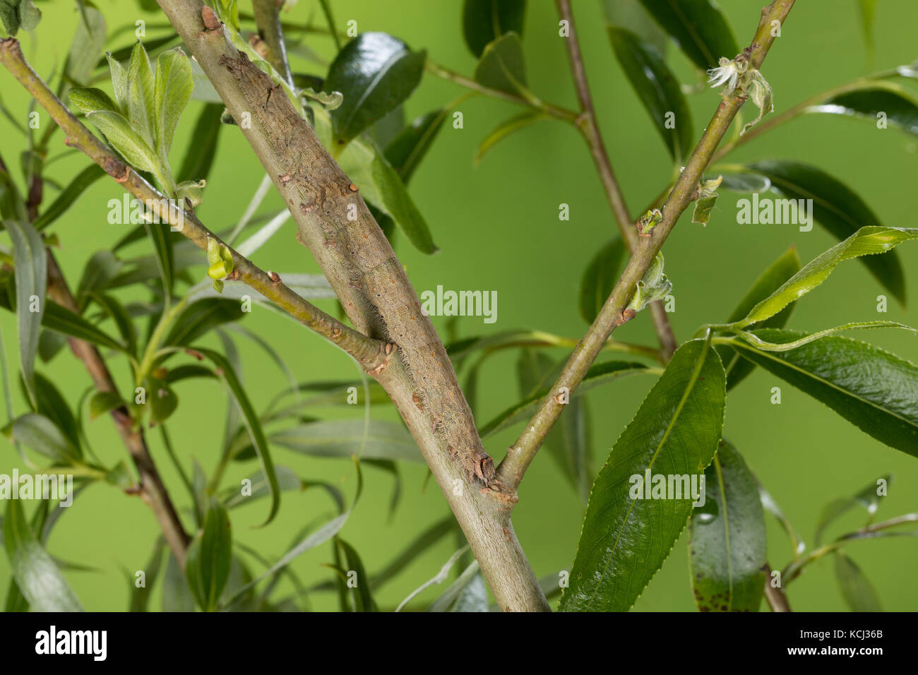 Rosy underwing moth catocala electa fotografías e imágenes de alta  resolución - Alamy