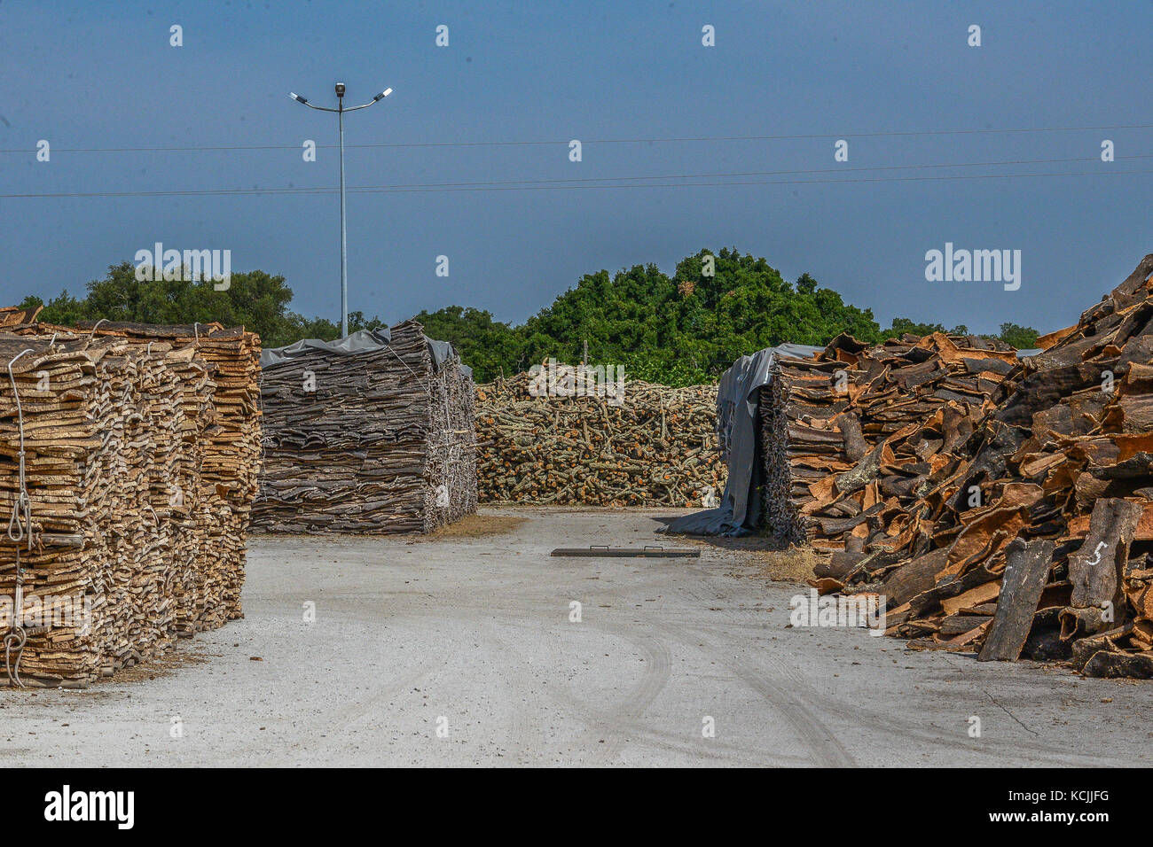 La producción de corcho en Azaruja, Alentejo, Portugal Foto de stock