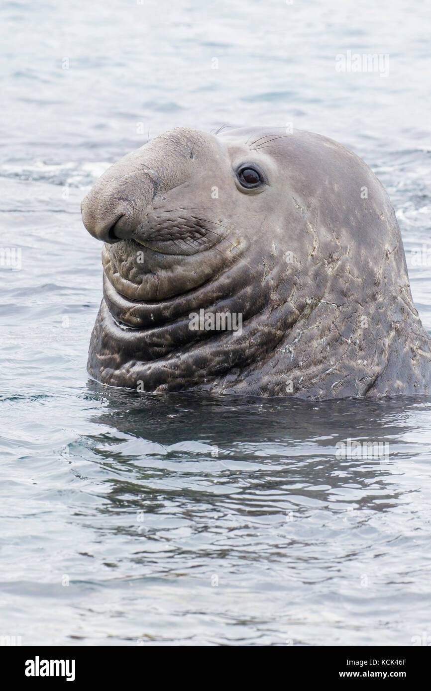 Elephant Seal, Mirounga angustirostris, teniendo una mirada alrededor con su cabeza fuera del agua en la Isla Georgia del Sur Foto de stock