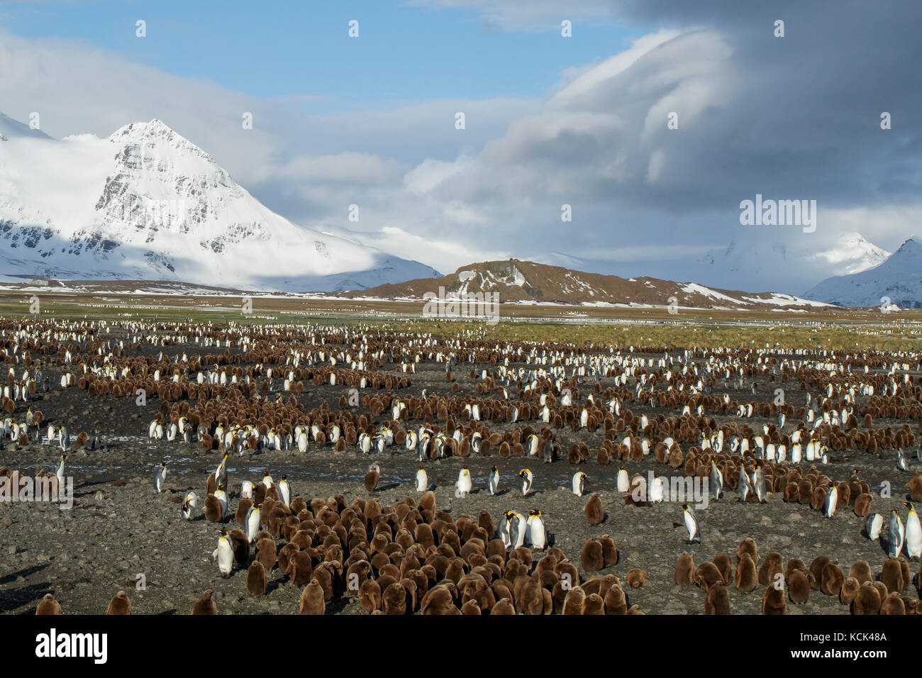 Gran colonia de Pingüinos Rey (Aptenodytes patagonicus), se reunieron en una playa rocosa en Isla Georgia del Sur. Foto de stock