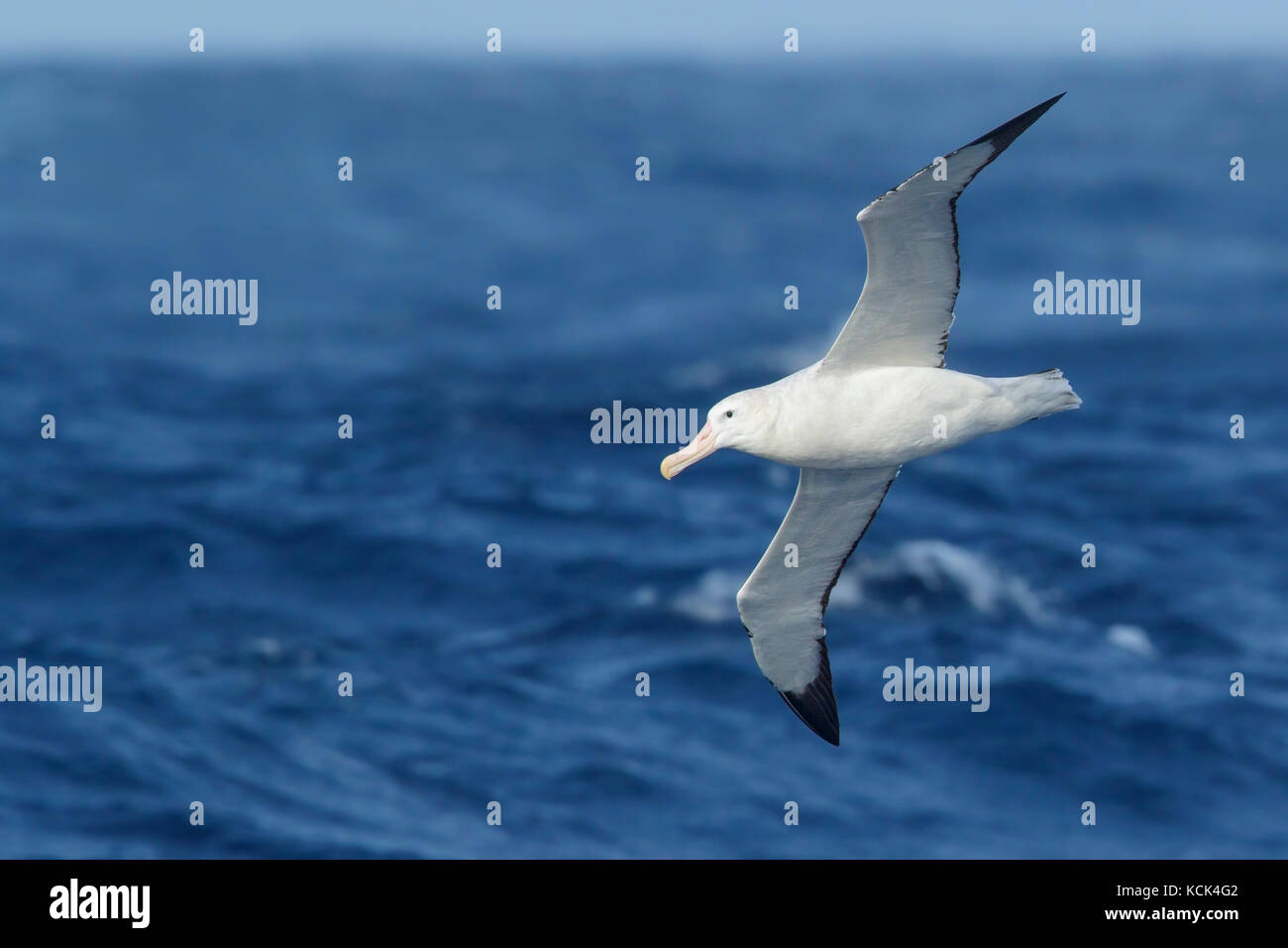 Albatros errante (Diomedea exulans) volando sobre el océano en busca de comida cerca de la isla Georgia del Sur. Foto de stock