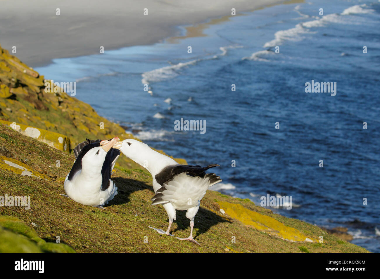 El albatros de ceja negra (Thalassarche melanophris) en una colonia de anidación en las Islas Falkland. Foto de stock