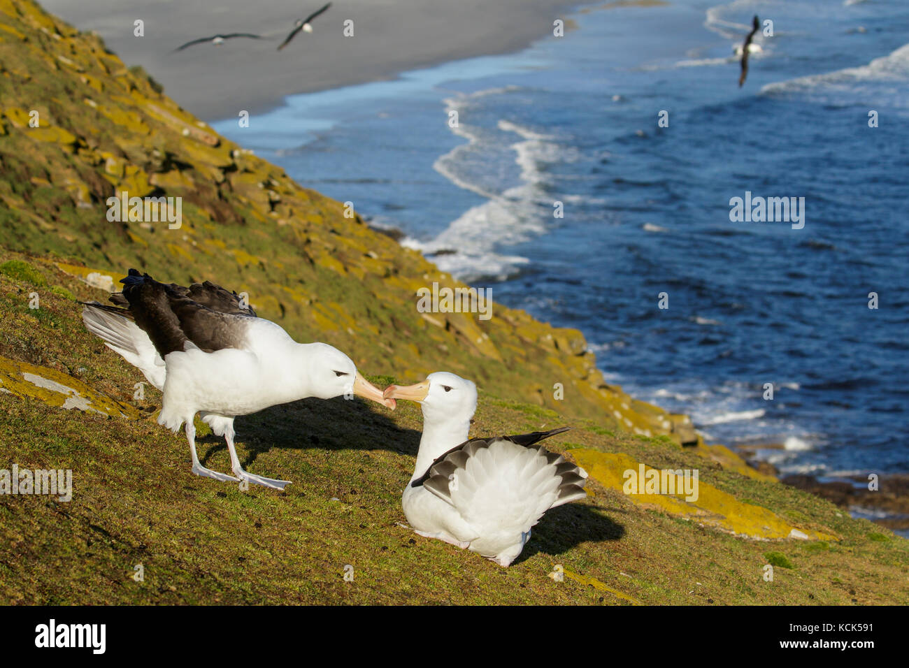El albatros de ceja negra (Thalassarche melanophris) en una colonia de anidación en las Islas Falkland. Foto de stock
