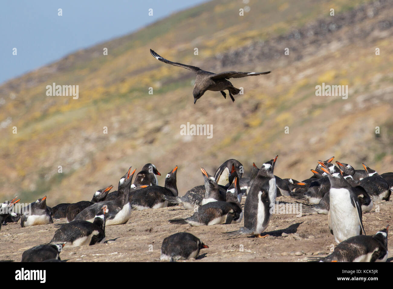 (Marrón), skúas antárticas (Stercorarius subantártico antarcticus lonnbergi) scavenge para alimentos cerca de una colonia de pingüinos en las Islas Falkland. Foto de stock