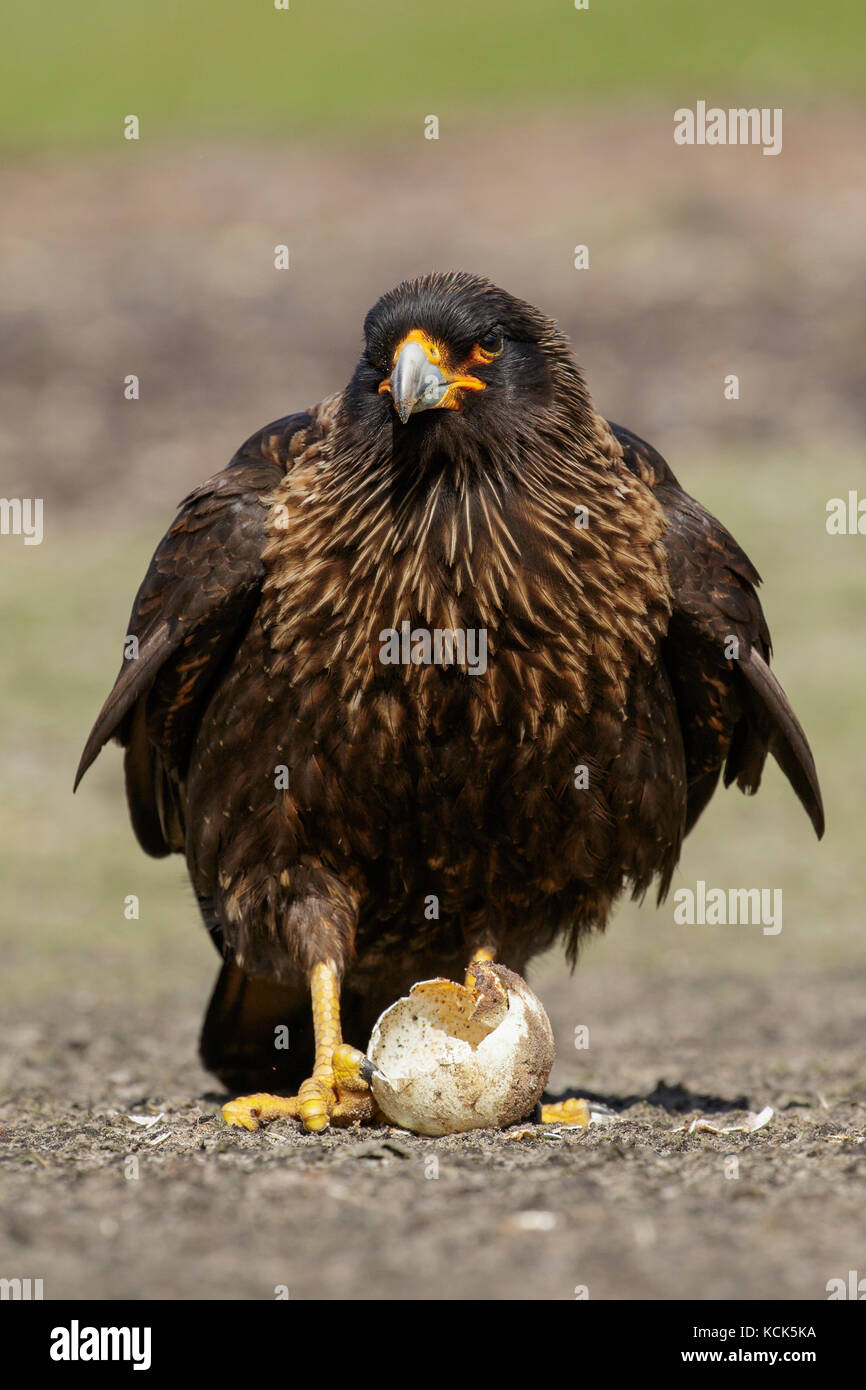 Caracara estriado (Phalcoboenus australis) compacta para alimentos cerca de una colonia de pingüinos en las Islas Falkland. Foto de stock