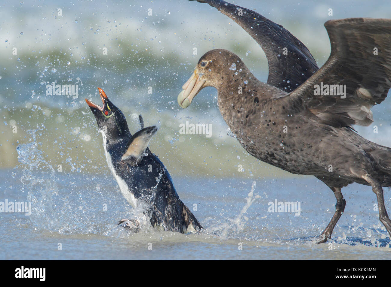 Un petrel gigante ataca a un pingüino penacho, Eudyptes chrysocome, como se deduce del océano en las Islas Falkland. Foto de stock