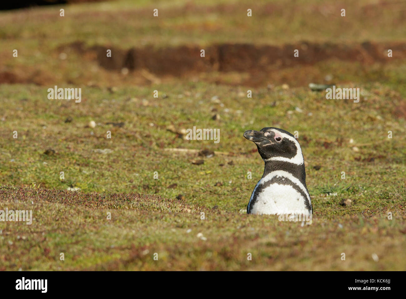 Pingüino de Magallanes (Spheniscus magellanicus) en su colonia de anidación en las Islas Falkland. Foto de stock