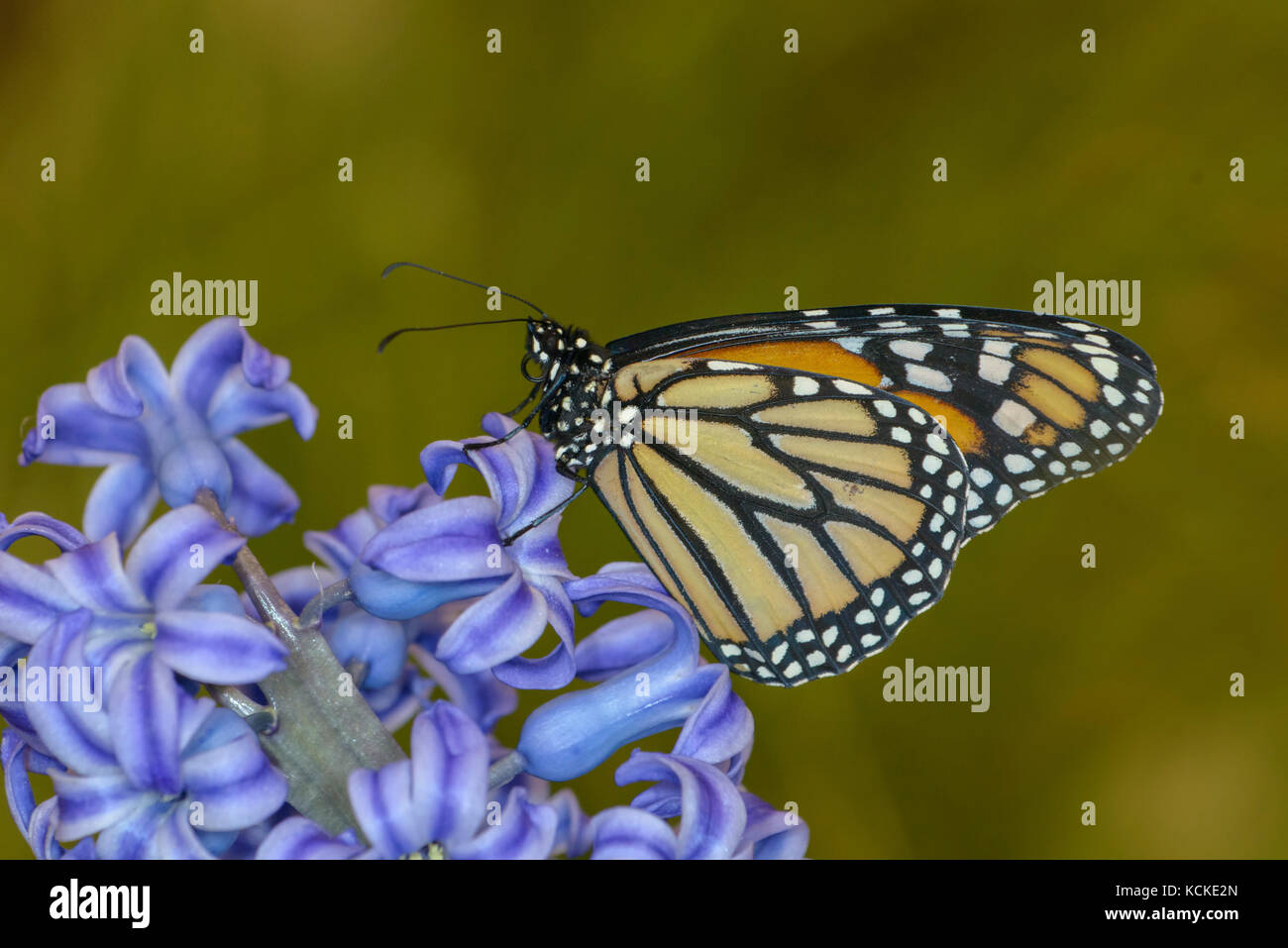 Mariposa Monarca, Danaus plexippus, jacinto en flor Foto de stock