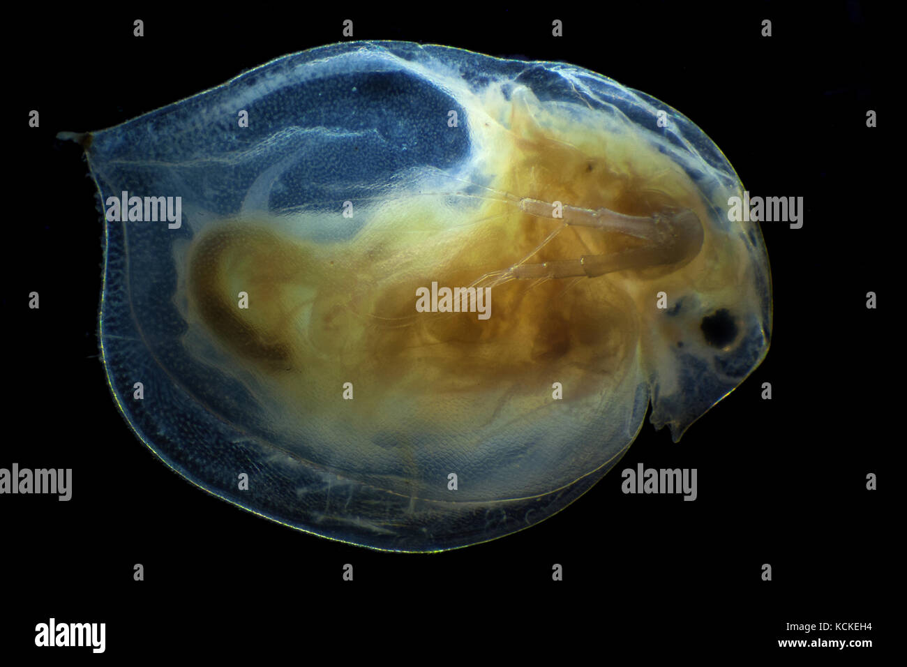 Imagen microscópica de Daphnia, técnica de campo oscuro Foto de stock