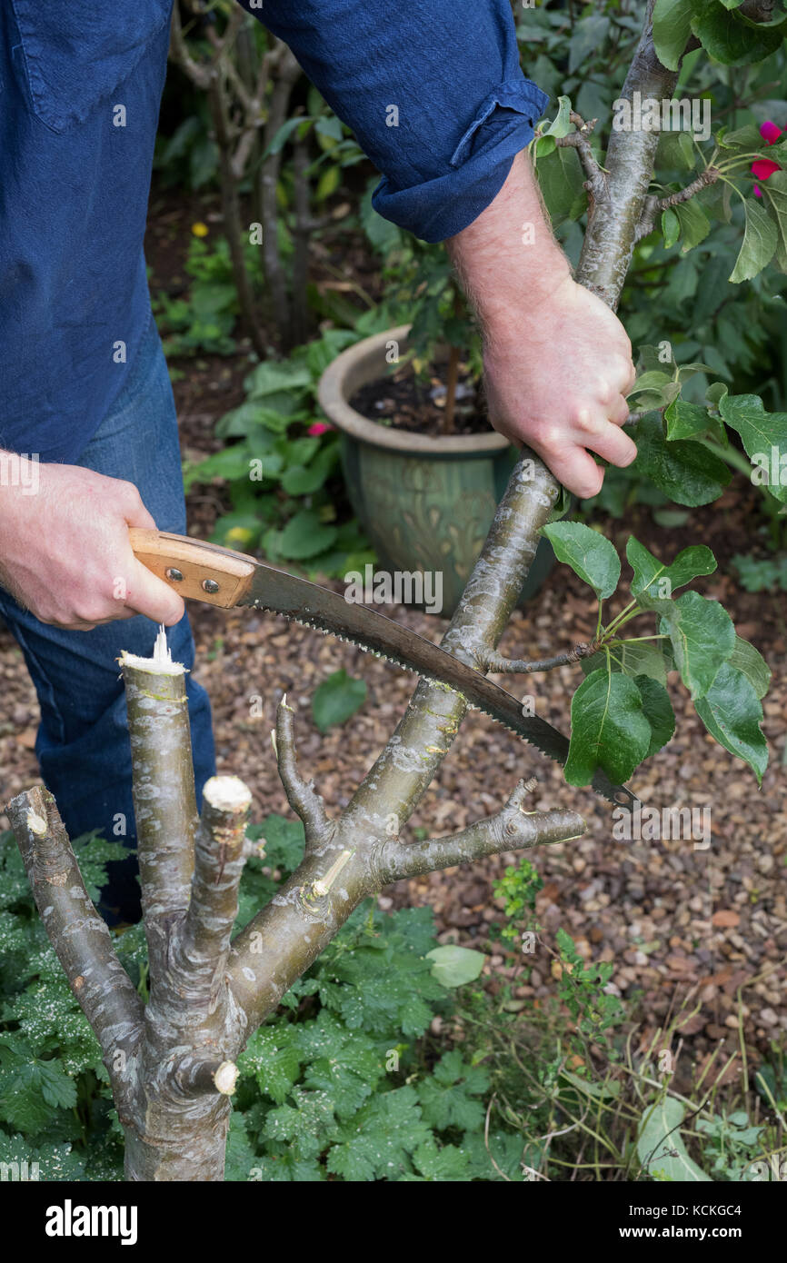 Malus domestica. Jardinero talar un árbol de manzanas no deseados para