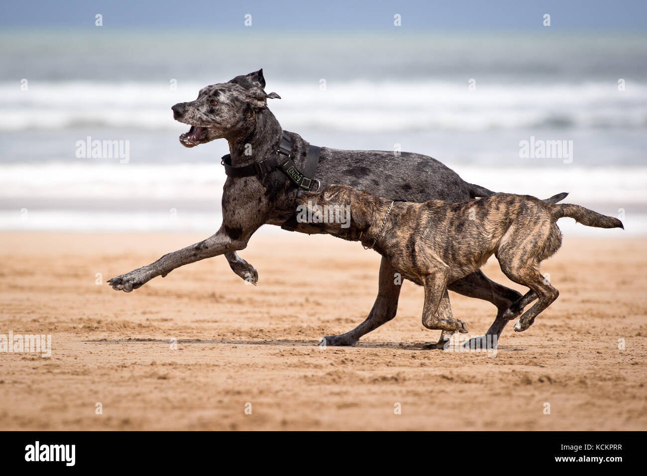 Perros en la playa, jugar. Perros en acción Fotografía de stock - Alamy