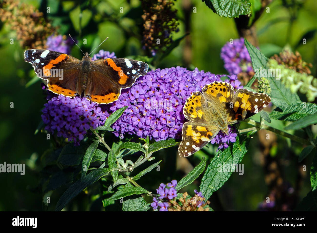 Mariposa sobre flores lilas, Imst, Austria Foto de stock