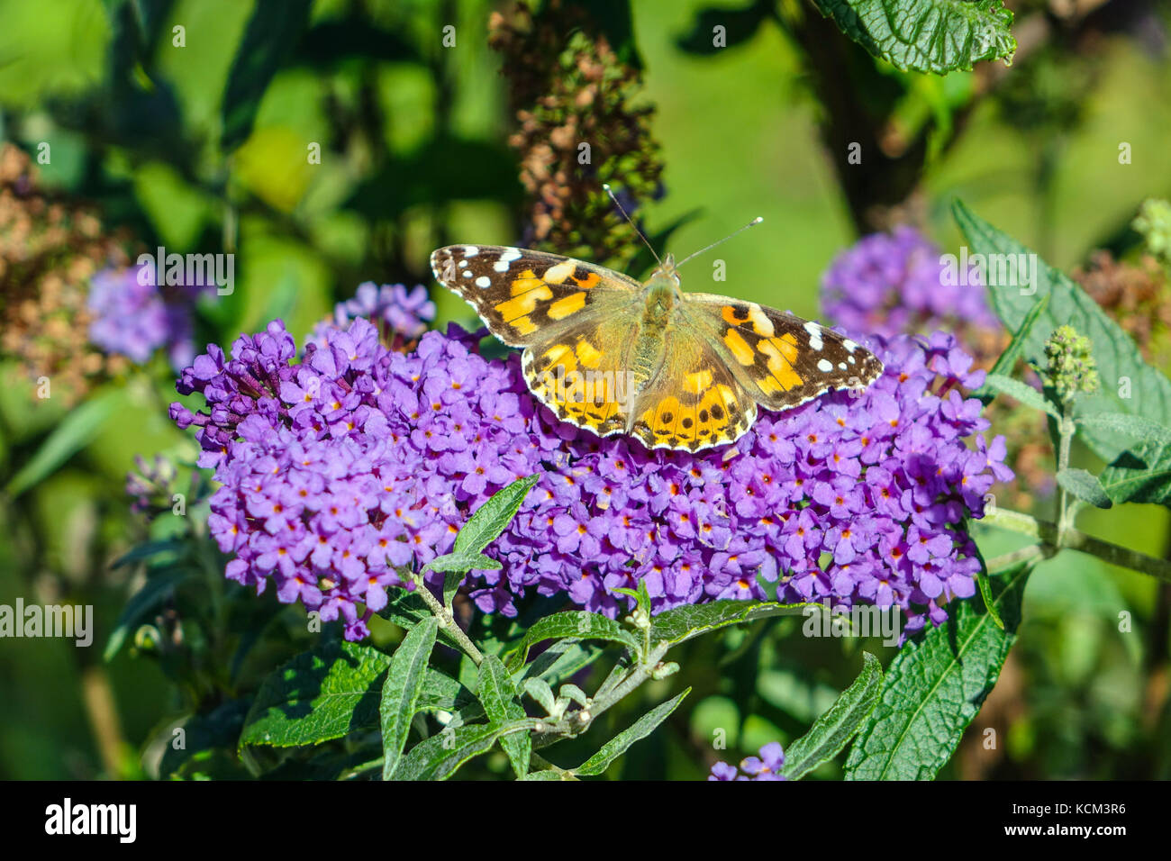 Mariposa sobre flores lilas, Imst, Austria Foto de stock