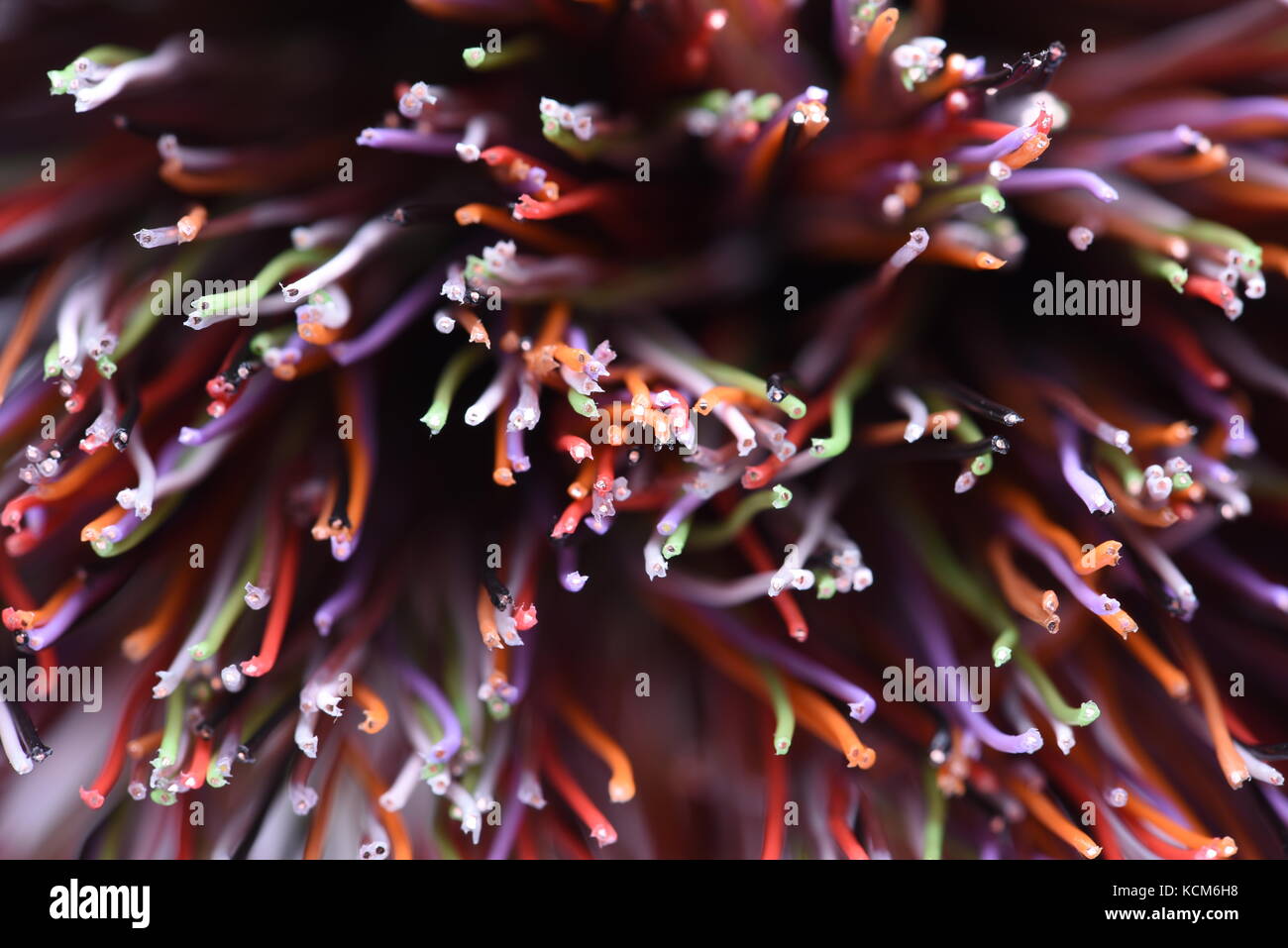 Los cables eléctricos con foco seleccionado closeup Foto de stock