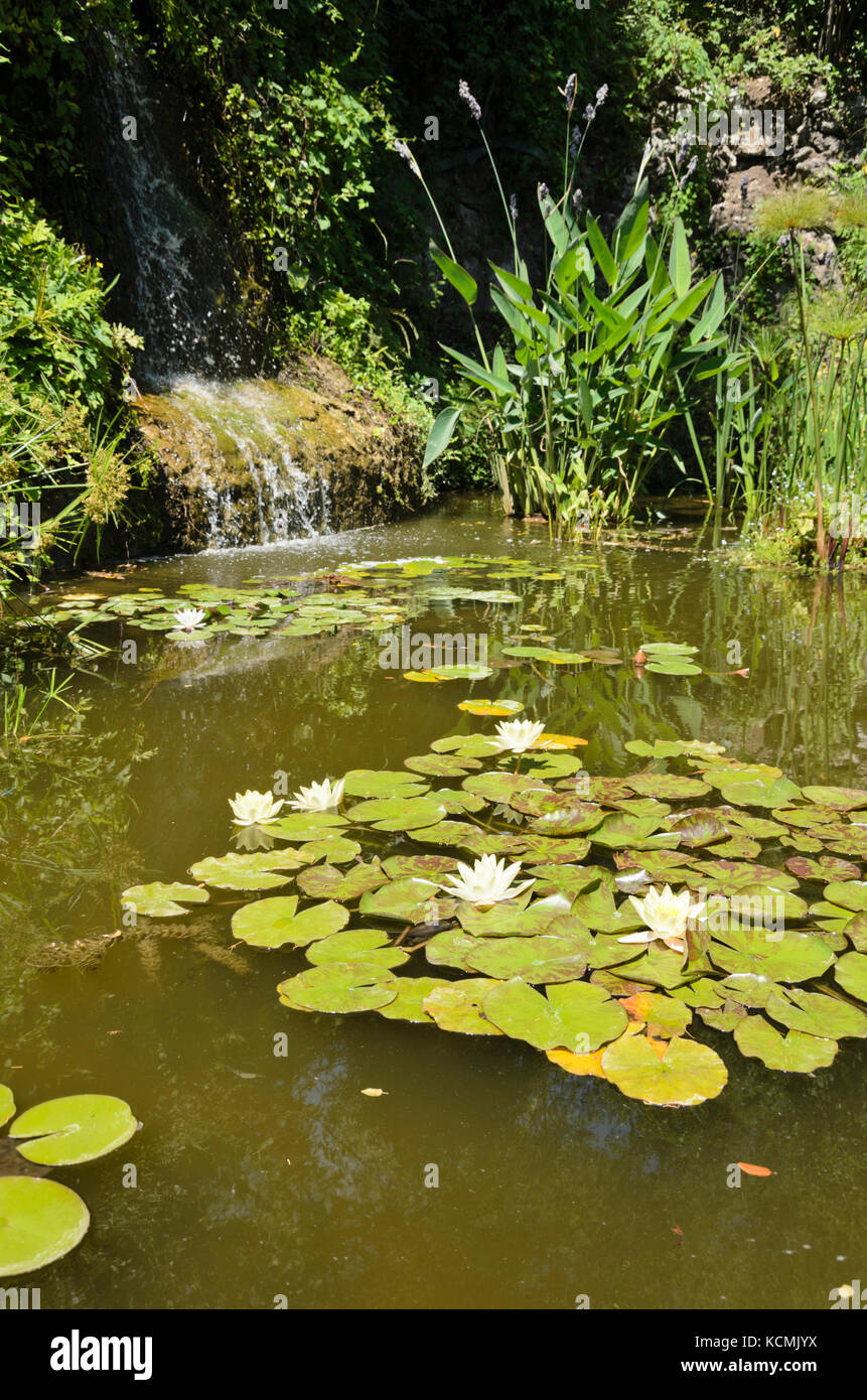Jardín con estanque de nenúfares (Nymphaea) Foto de stock