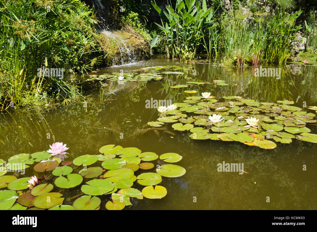Jardín con estanque de nenúfares (Nymphaea) Foto de stock
