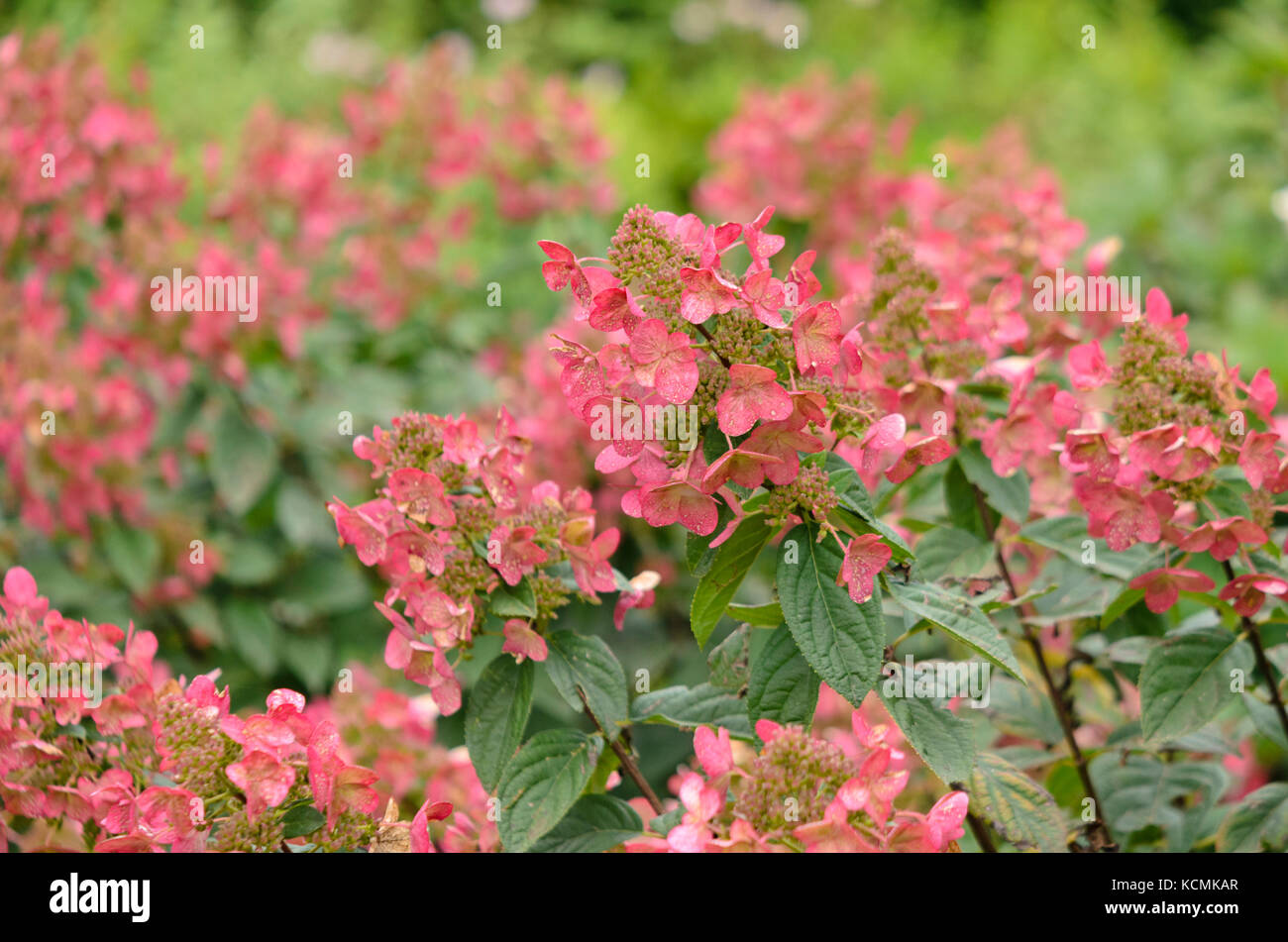 Panícula Hortensia (Hydrangea paniculata 'magical fuego') Foto de stock