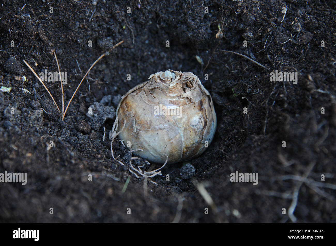 Un bulbo de narciso o narcussus listo para siembra colocadas en tierra del jardín Foto de stock