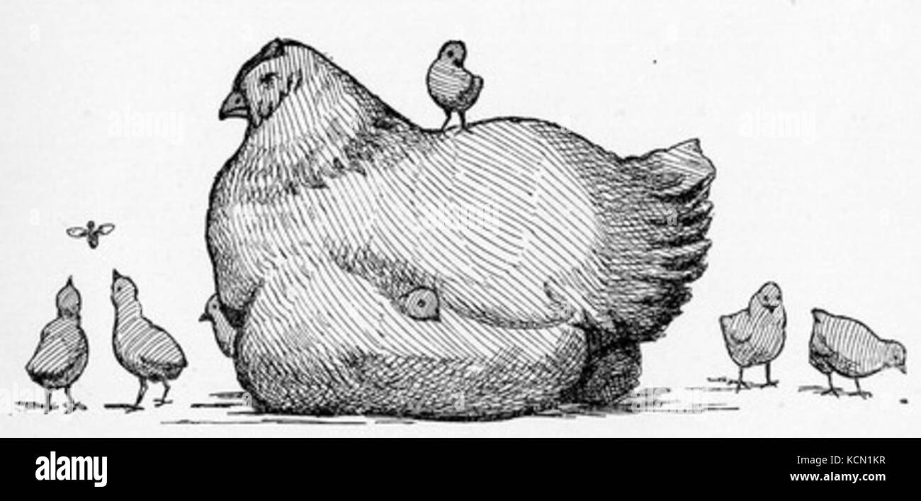 Dibujo gallina Imágenes de stock en blanco y negro - Alamy