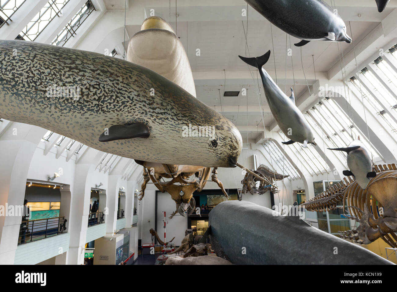 Suspendido narval, ballenas y delfines, exposiciones en el Museo de Historia Natural de Londres, Reino Unido Foto de stock