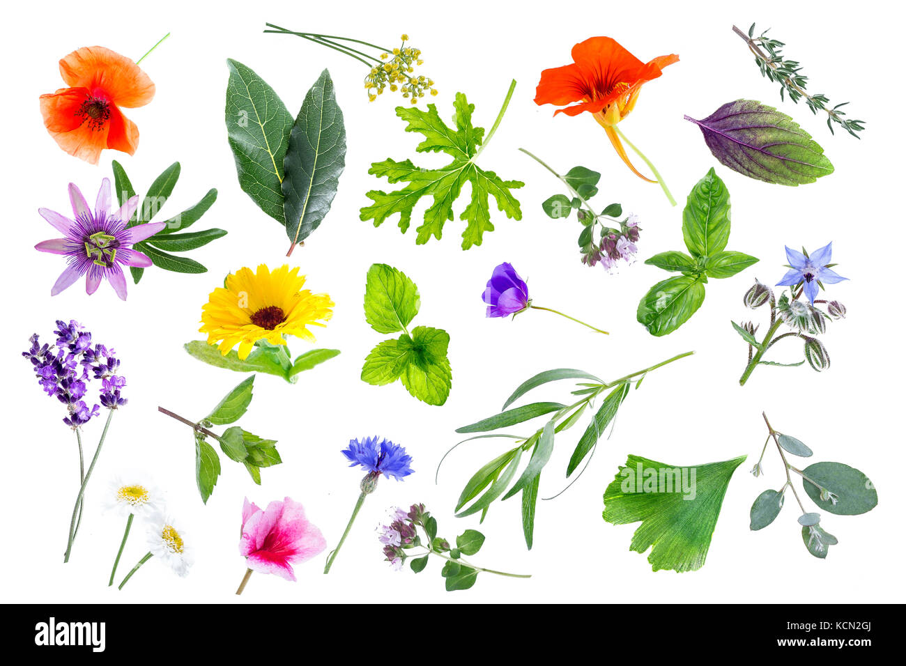celestial Posicionar Ashley Furman Colección de plantas medicinales y flores frescas aislado sobre fondo  blanco Fotografía de stock - Alamy