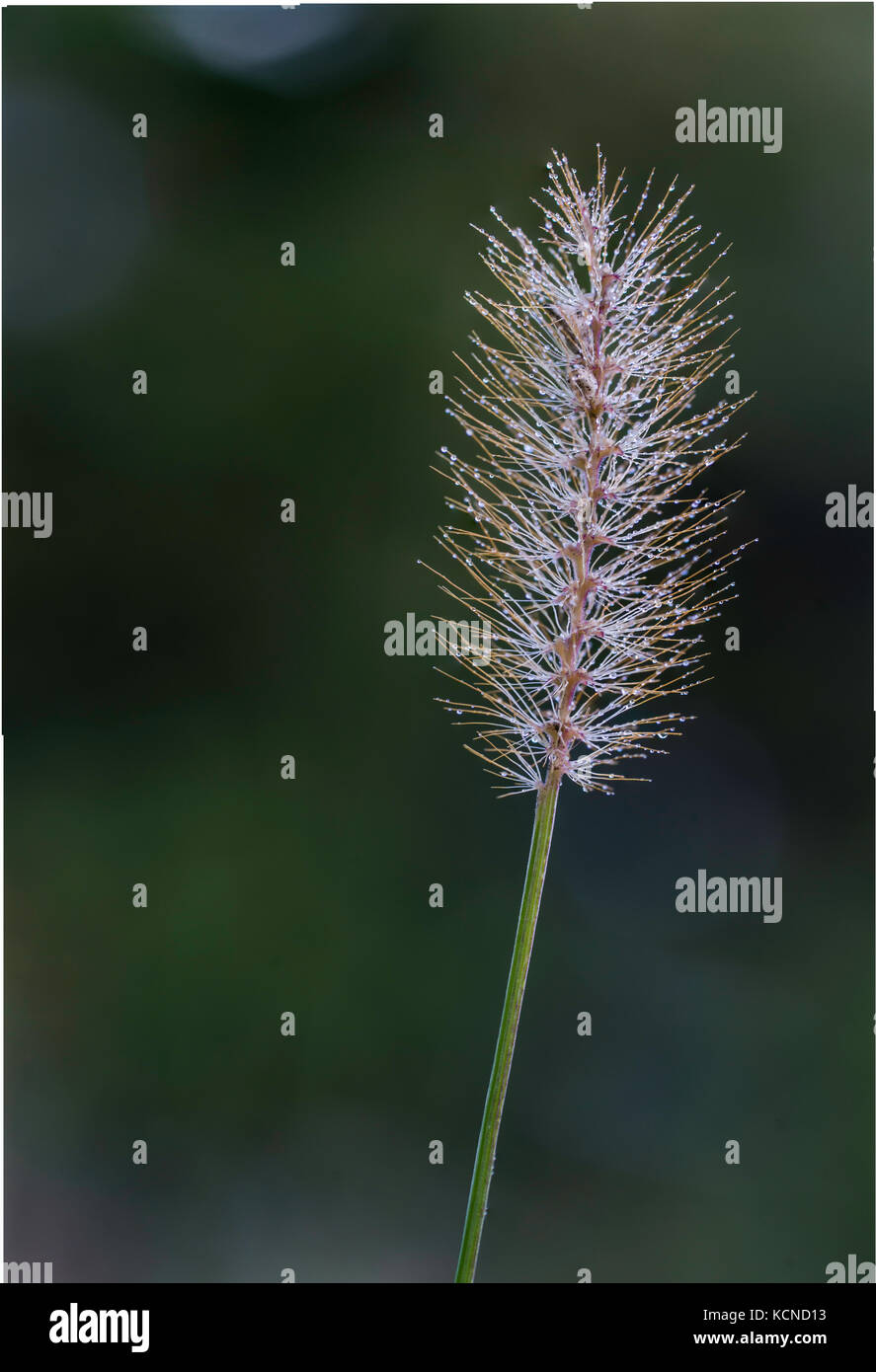 Inflorescencia cubierto de rocío, el noreste de Ontario, Canadá Foto de stock
