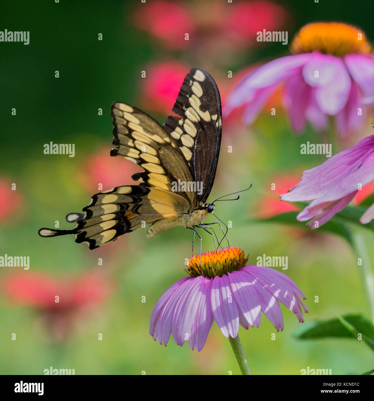 Especie gigante mariposa papilio cresphontes, sobre una flor cónica púrpura, noreste de Ontario, Canadá Foto de stock