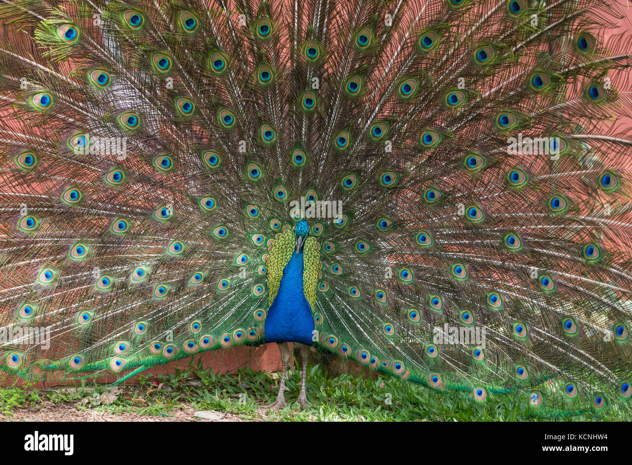 Indian Peacock, Vale dos Vinhedos, Grande do Sul, Brasil Foto de stock