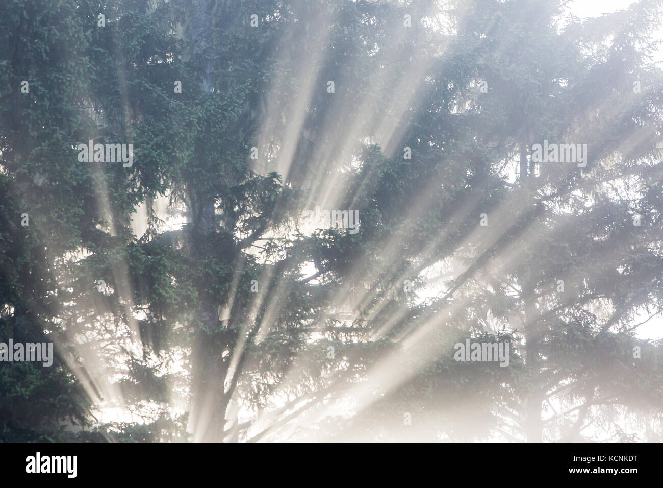 Luz suave se irradia desde detrás de un árbol en la playa chesterman Foto de stock