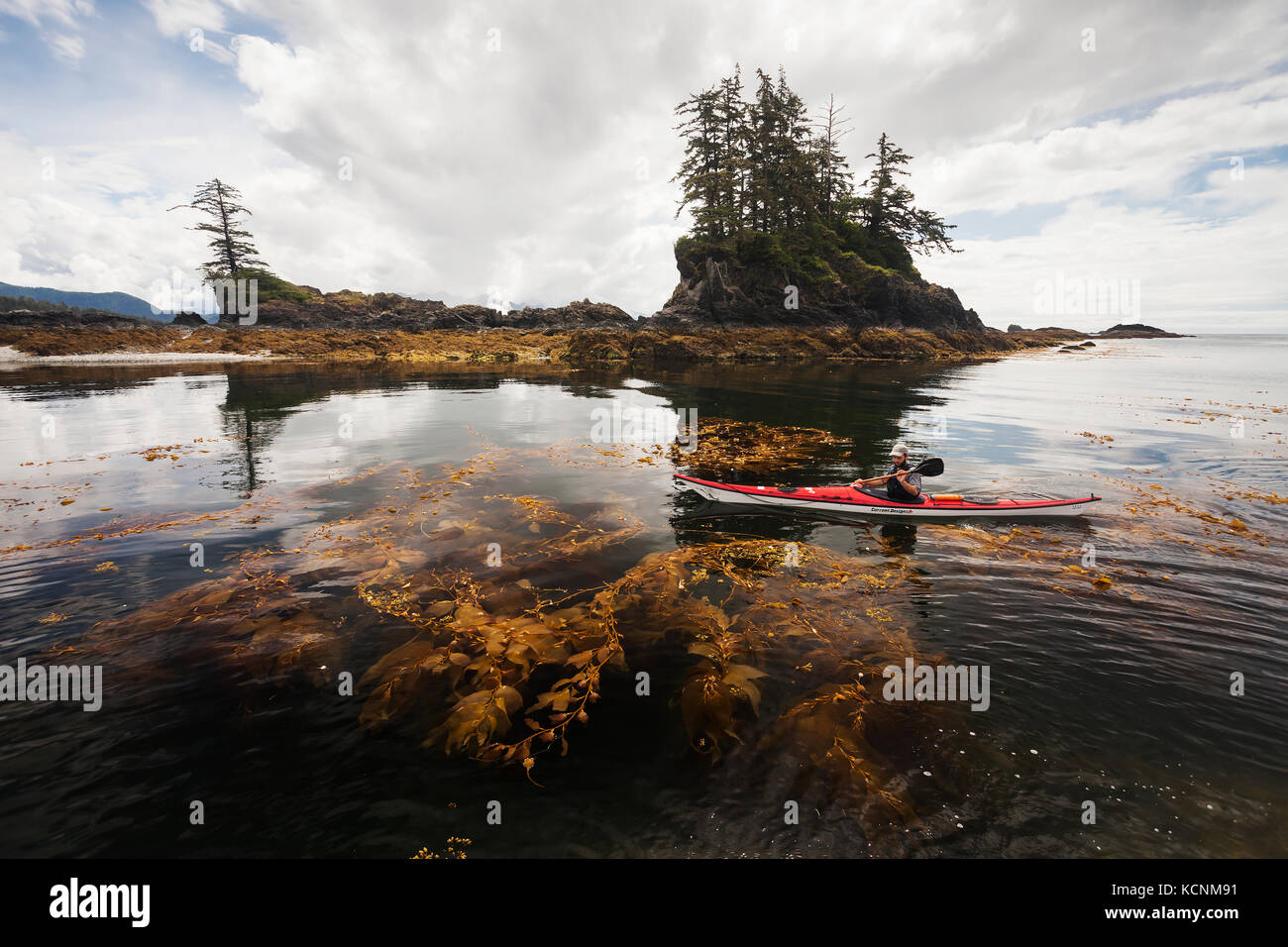 Un kayak rema a través de un bosque de algas en el lado este de la Isla Spring. Kyuquot, Isla de Vancouver, Columbia Británica, Canadá. Foto de stock