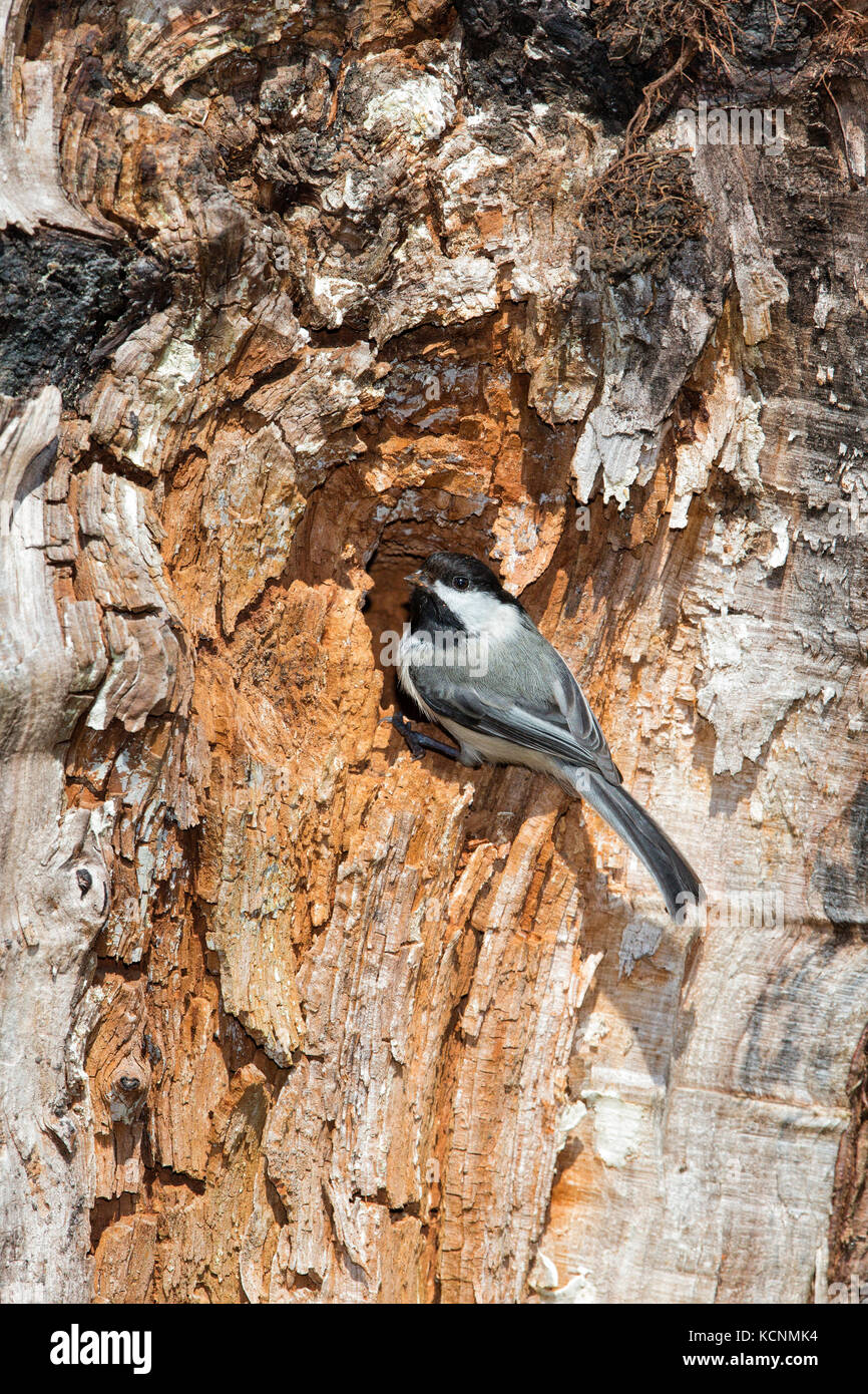 Black-capped carbonero (poecile atricapillus), en el nido de la cavidad, Vancouver, British Columbia, Canadá. Foto de stock