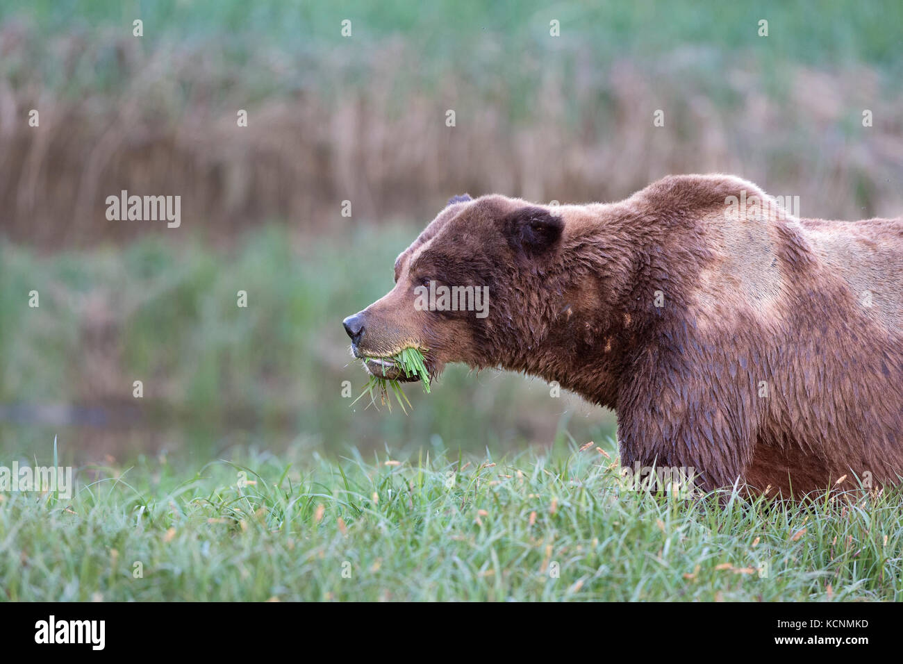 Oso grizzly (Ursus arctos) horriblis, grandes cicatrices macho, comer lyngbye la juncia (Carex kwinimass lyngbye), estuario, British Columbia, Canadá Foto de stock