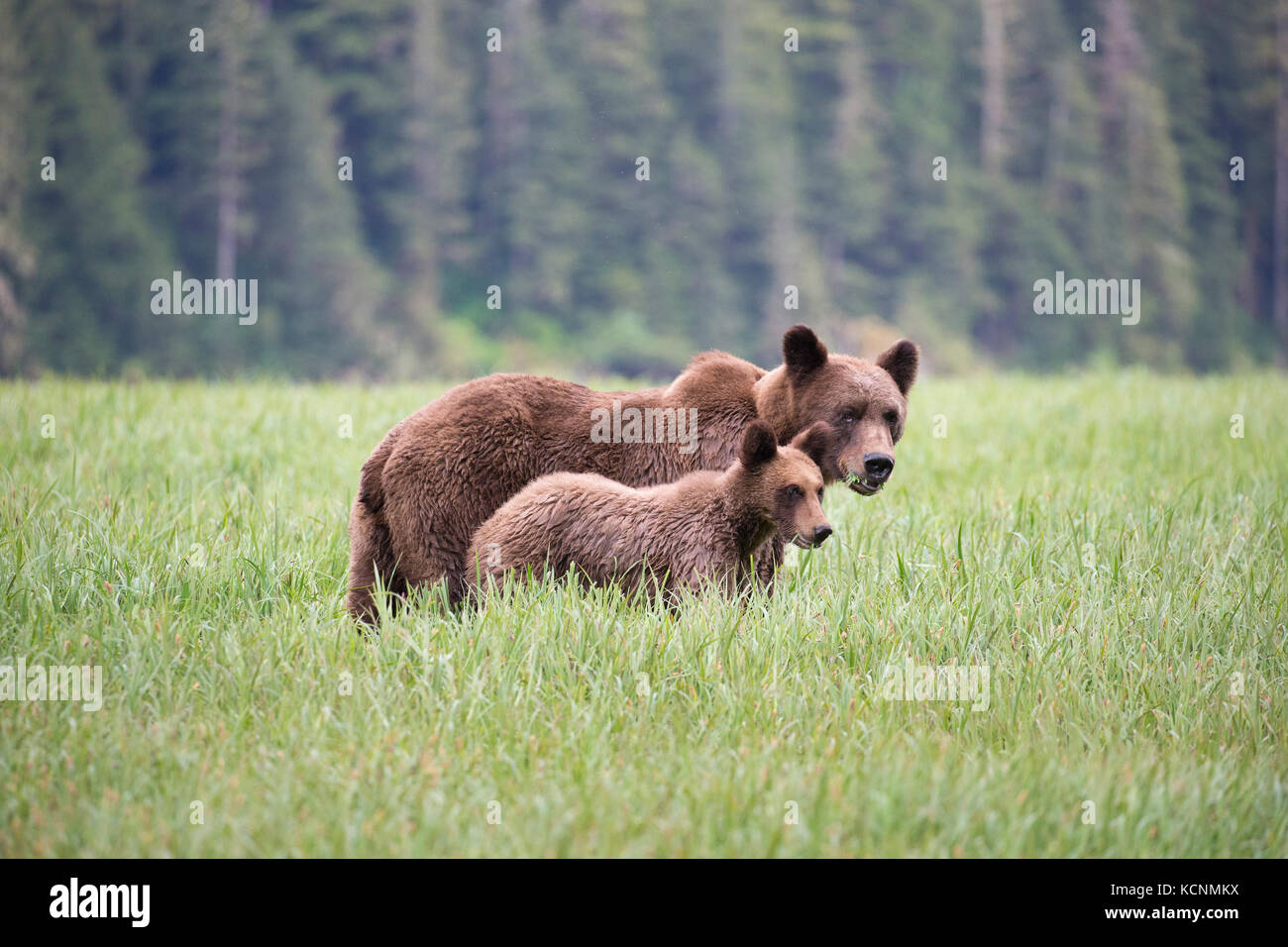 Oso grizzly (Ursus arctos), hembra horriblis y yearling cub comiendo lyngbye lyngbyei la juncia (Carex), khutzeymateen Grizzly Bear sanctuary, British Columbia, Canadá. Foto de stock