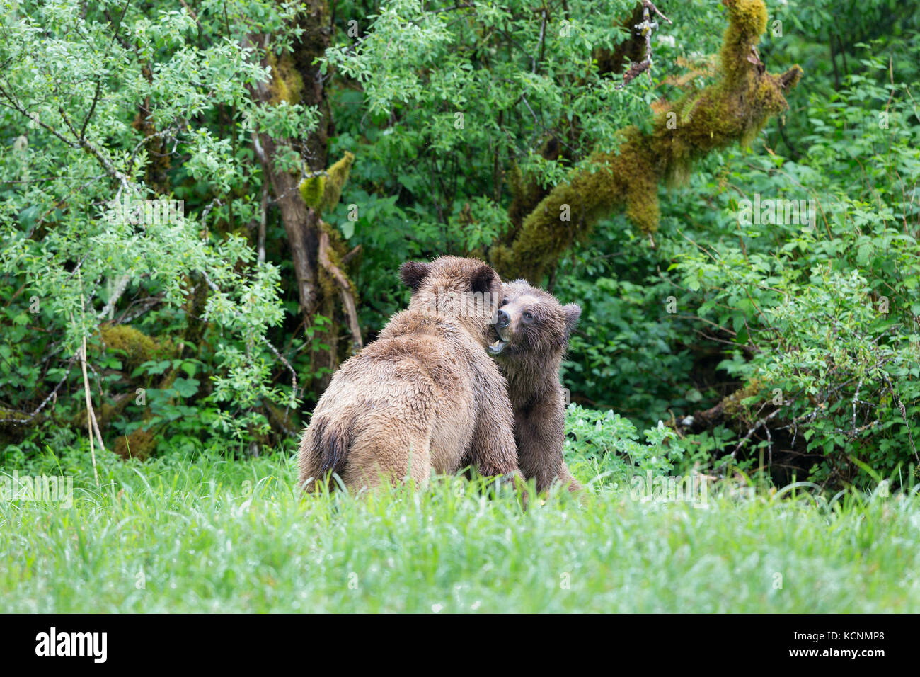 Oso grizzly (Ursus arctos horribilis), el joven macho y hembra (izquierda) el cortejo, admisión, khutzeymateen khutzeymateen Grizzly Bear sanctuary, British Columbia, Canadá. Foto de stock