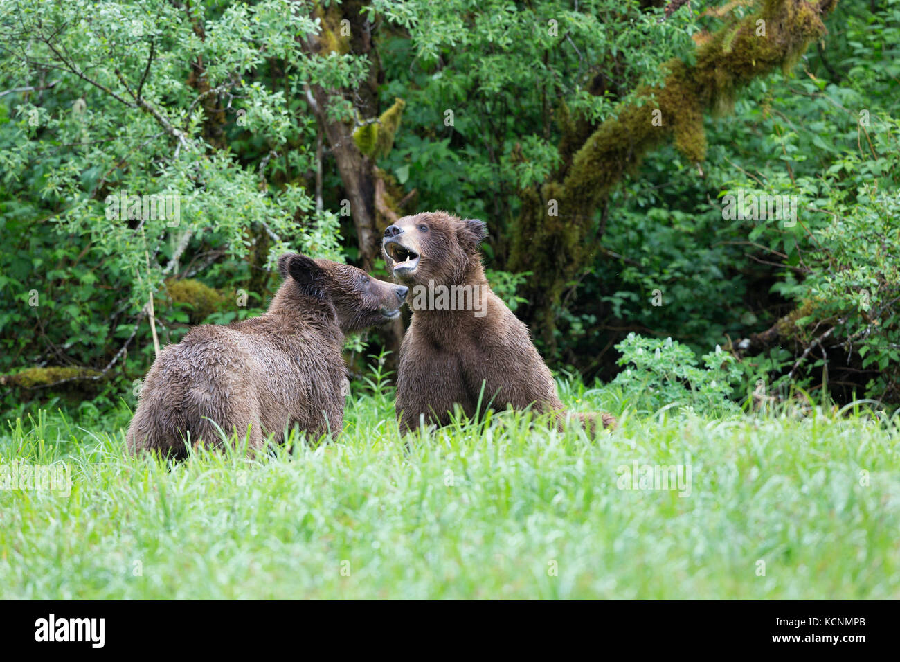 Oso grizzly (Ursus arctos horribilis), el joven macho y hembra (derecha) el cortejo, admisión, khutzeymateen khutzeymateen Grizzly Bear sanctuary, British Columbia, Canadá Foto de stock