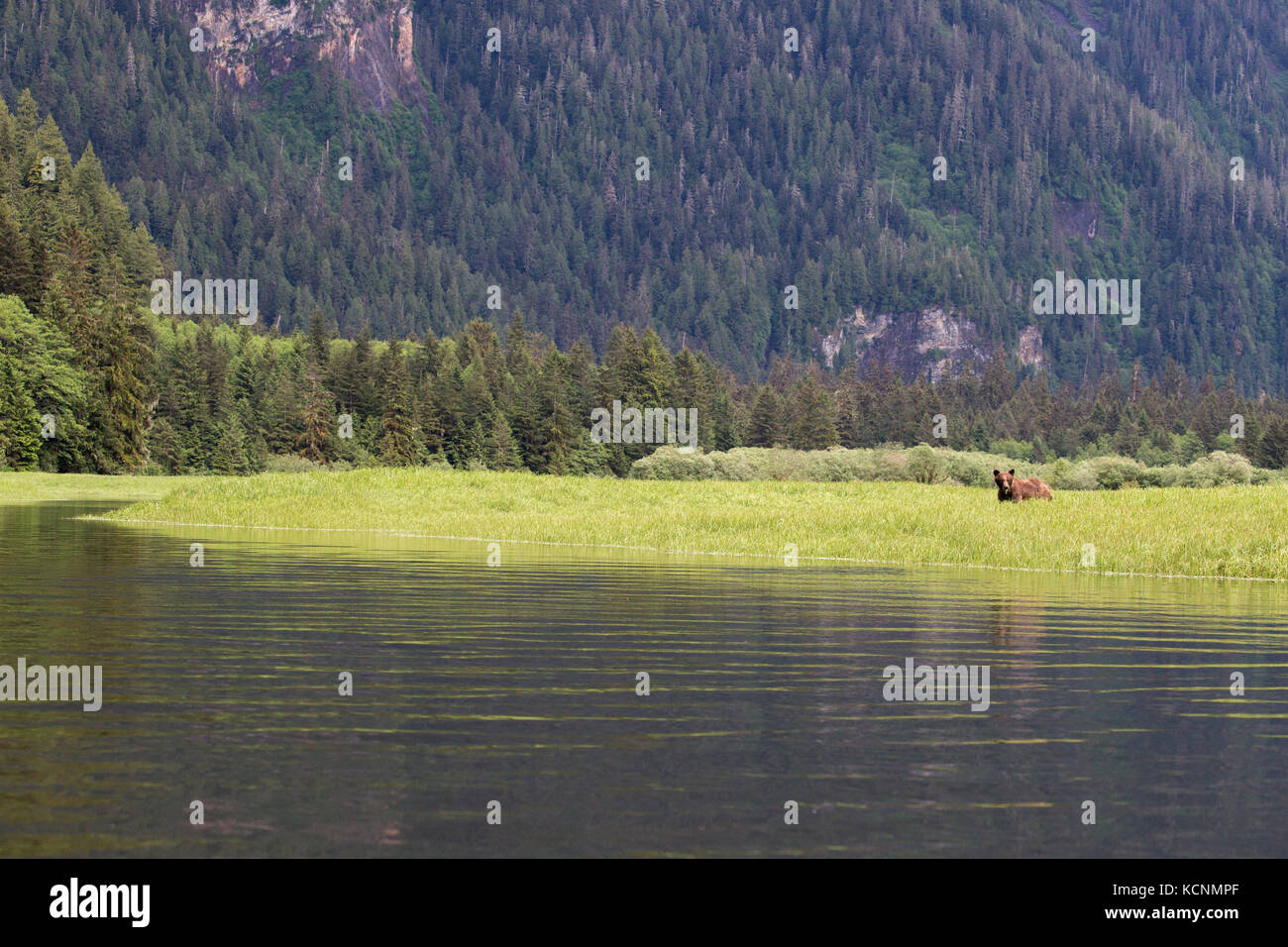 Oso grizzly (Ursus arctos), comiendo lyngbye horriblis la juncia (Carex lyngbyei), khutzeymateen Grizzly Bear sanctuary, British Columbia, Canadá Foto de stock