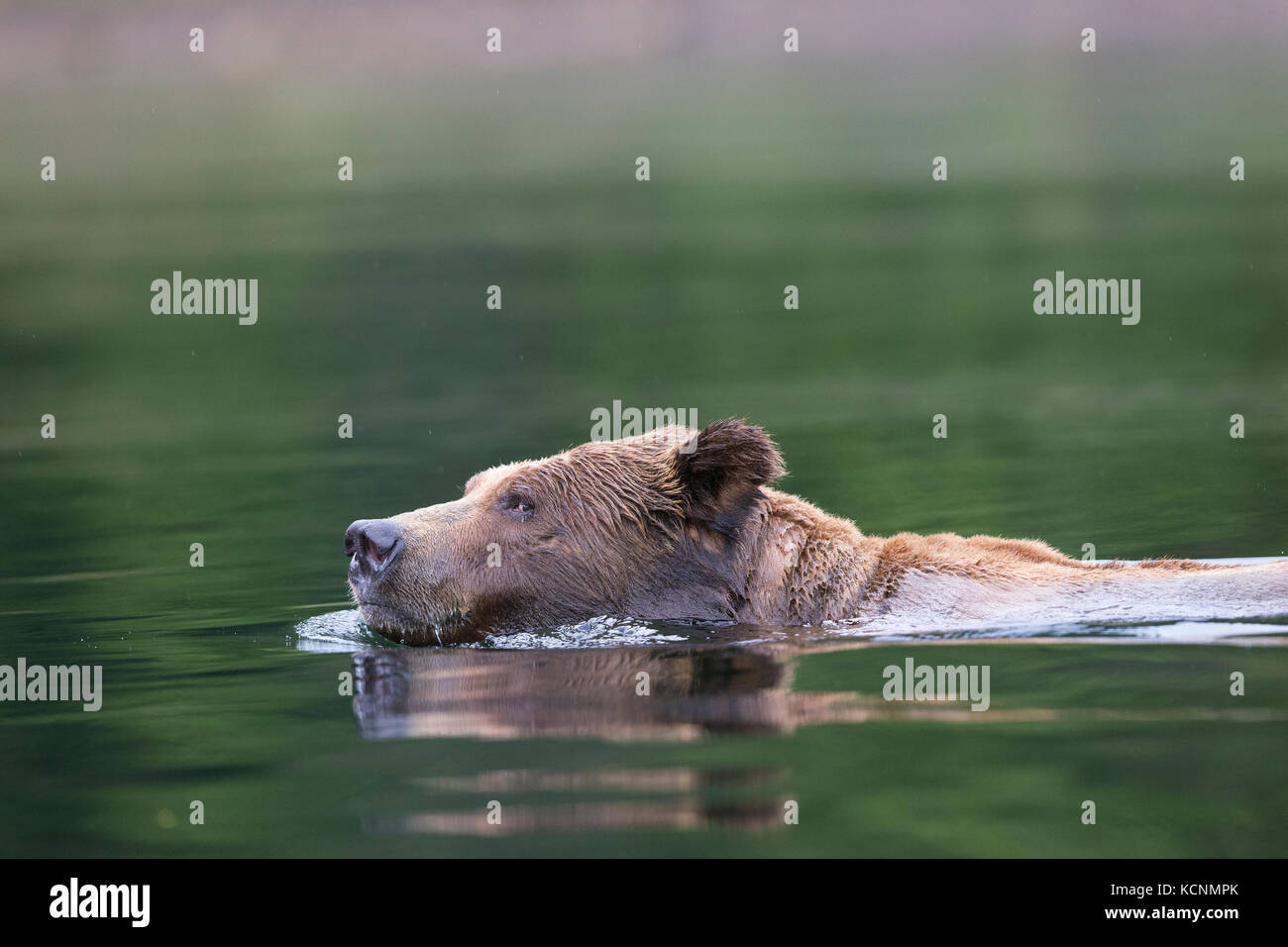 Oso grizzly (Ursus arctos horribilis), macho grande, natación, admisión, khutzeymateen khutzeymateen Grizzly Bear sanctuary, British Columbia, Canadá. Foto de stock