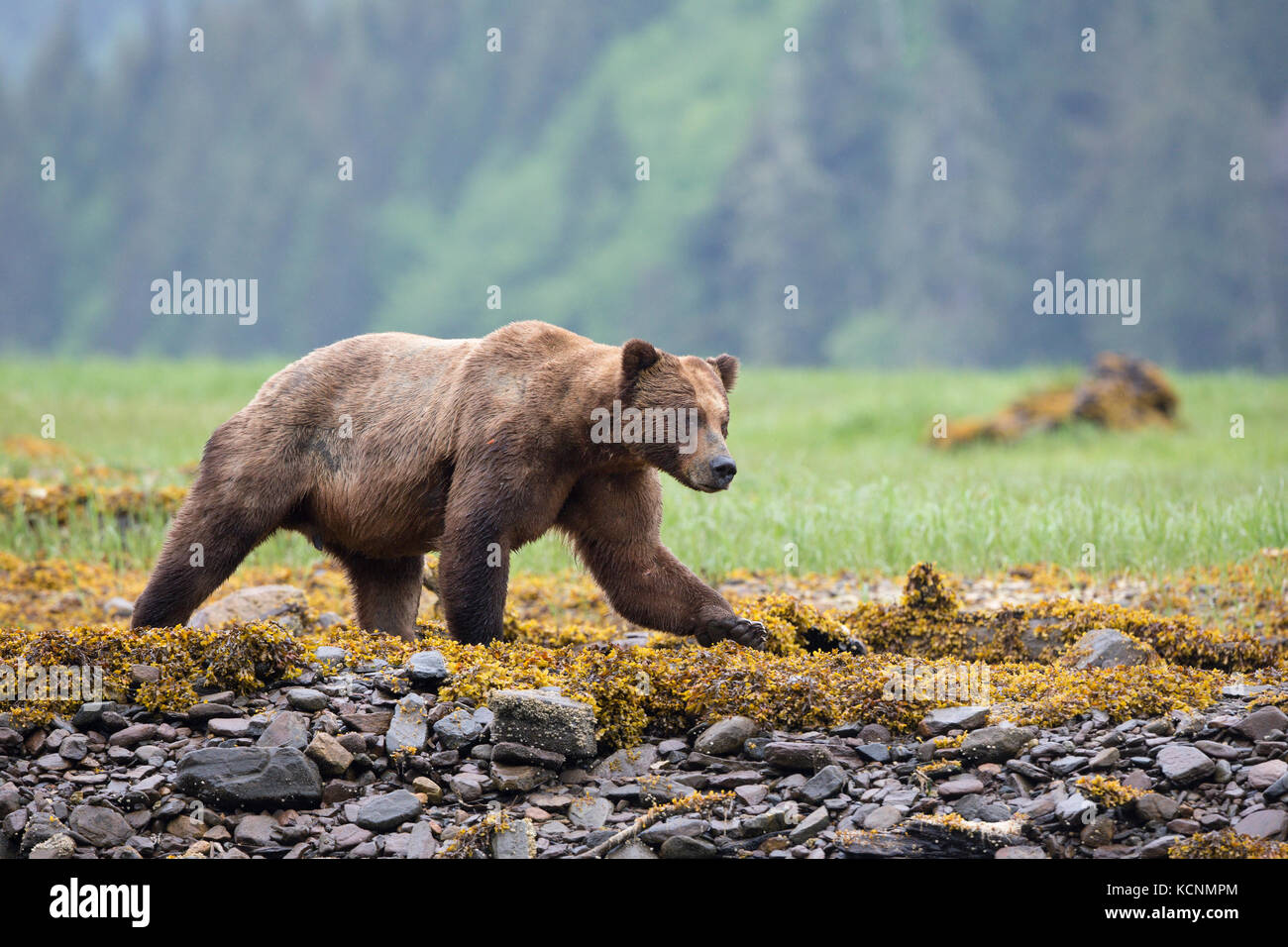 Oso grizzly (Ursus arctos horribilis), macho grande, admisión, khutzeymateen khutzeymateen Grizzly Bear sanctuary, British Columbia, Canadá Foto de stock
